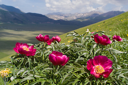 Wild paeonies found off the beaten track on our Sibillini photographic tour